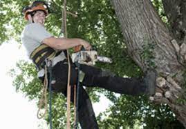 Find content updated daily for brothers tree service Hawthorne Brothers Tree Service Inc Bedford Hills Ny 10507 Dexknows Com