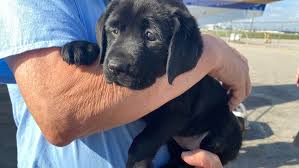 Labrador retriever puppies columbus ohio. Puppies Arrive At Columbus Airport To Begin Journey Becoming Service Dogs Wsyx