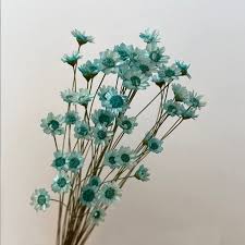 XIZHI Mini Daisy Chamomile Bouquet,150 Stems Natural Dry Flowers, Royal  Blue, Decorative Dried Flowers for Wedding DIY Home Decor : Amazon.se: Home  & Kitchen