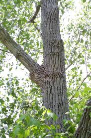 Image result for Populus deltoides