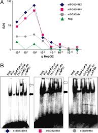 13 multiple choice rna and protein synthesis chapter test a write the letter that best answers the question or completes the statement on the line. In Vitro Analysis Of Dna Protein Interactions By Proximity Ligation Pnas