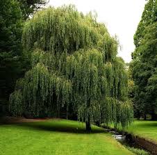 Willow hybrid trees are commonly used to create quick shade and privacy for your landscape. Hybrid Willow Tree Tennessee Wholesale Nursery