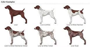 11 month old english pointer x german shorthair pointer, comes from awsome hunting parents, that hunt quil and deer, she has had extensive training allready. German Shorthaired Pointer An Active And Popular Breed In The U S Caninejournal Com