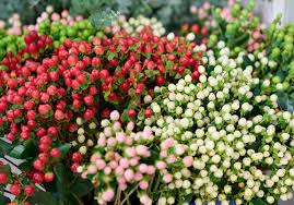 Image result for Hypericum