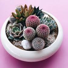 It's just that, having evolved in very dry areas, they are adapted to long periods without water, during with a little experimentation, you'll find how much water is needed, from a couple of tablespoons for a very tiny pot, to a cup, even a quart, for larger pots. 15 Awesome Mini Cactus Gardens Mini Cactus Garden Succulents Outdoor Cactus Garden