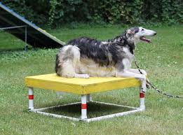 Dog Agility Pause Table Dog Agility Course Diy Dog Agility Course Dog Training