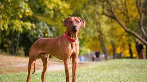 Just find the breed you're looking for on the list (either on the puppy side, or the dog side), and click the link to get a listing of those pictures. Five Types Of Dog Existed At The End Of The Ice Age Cnn