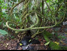 Ayahuasca Vines Psychoactive Plants Medicinal Plants Plants