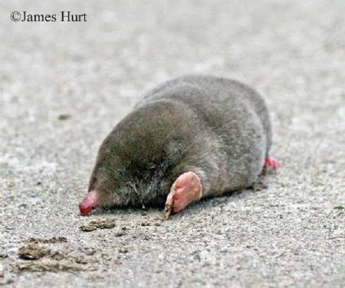 Eastern Mole | Tennessee Wildlife Resources Agency