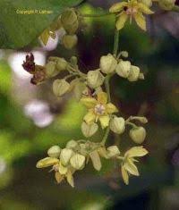 Image result for Mondia ecornuta