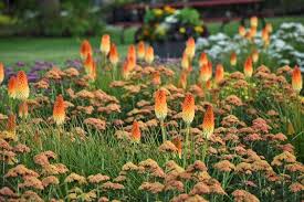 Image result for Kniphofia princeae