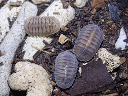 Image result for Pycreus muricatus