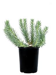 Image result for Euphorbia serratifolia