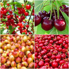 Besides offering good cover, the american plum has outstanding forage value for deer. Deer Resistant Fruit Plants Edible Garden The Home Depot
