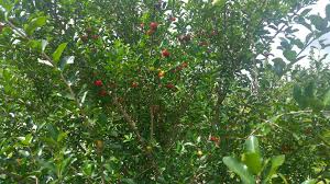 Check spelling or type a new query. This Is An Acerola Cherry Heaven On Earth Fruit Trees Facebook