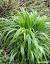 Annual Meadow Grass