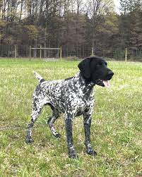 Black And White Pointer Dog Cole 2 5 Years Old Black And White German Shorthair Pointer German Shorthaired Pointer Dog German Shorthaired Pointer Pointer Puppies