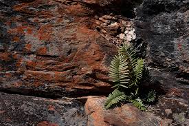 Image result for Pellaea pectiniformis