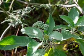 Image result for Isachne mauritiana