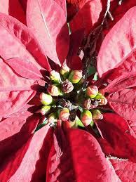 Image result for Begonia pulcherrima