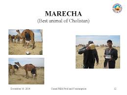 To prevent this, you should avoid drinking raw milk. The Camel Milk Younas M 1 K Ishaq