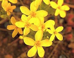 Image result for Sebaea sedoides