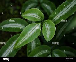 Image result for Pteris atrovirens