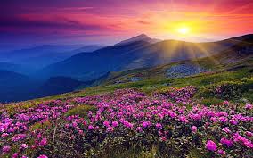 Here you can find the best 4k nature wallpapers uploaded by our community. Hd Wallpaper Nature 4k Pc Full Hd Wallpaper Flare