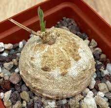 Image result for Raphionacme