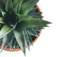 pin op las plantas y tu un hogar vivo