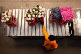 Maybe you would like to learn more about one of these? Cut Flowers In South Africa