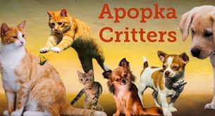 Apopka Critters (Lost/Found & other info)