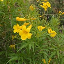 Image result for Bignoniaceae