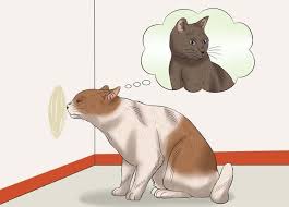 Male vs female cats, now this is an interesting topic. Can T Stop Your Cat Spraying In The House Then Worry No More Here On Stop Cat Spraying Blog You Will Get Rid Of Cat Cat Spray Cat Repellant Male Cat Spraying