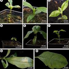 Image result for Tricalysia semidecidua