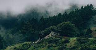 See more ideas about forest wallpaper, wallpaper, aesthetic wallpapers. 10 Mac Wallpaper Tumblr Aesthetic 38 Aesthetic Green Pc Wallpapers On Wallpapersa Nature Desktop Wallpaper Laptop Wallpaper Desktop Wallpapers Nature Desktop