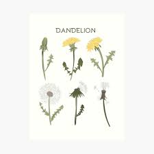 Classic Yellow Dandelions Art Print By Studioposies In 2021 Dandelion Art Floral Prints Art Dandelion Tattoo