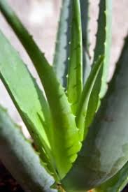 Das diy aloe vera shampoo für trockene haut ist ganz einfach zum selber machen. Aloe Vera Gel Maske Gesichtsmaske Selber Machen