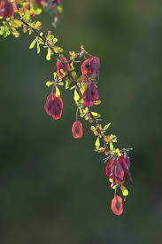 Image result for Terminalia prunioides