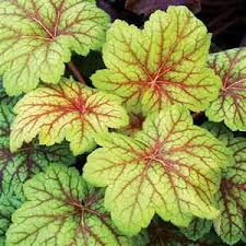 Lime green plants for pots. Heucheras In Container Gardens Enjoy Container Gardening