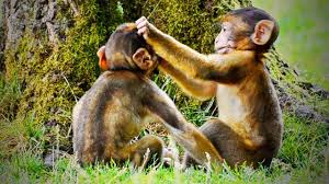 Great prices and selection of monkey pictures. Cute Monkeys Funny Monkeys Playing Part 2 Funny Pets Youtube