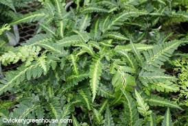 Buy holly trees and bushes with delivery right to your door. East Indian Holly Fern Vickery Wholesale Greenhouse
