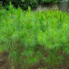 For centuries, the clandor families have provided brides to the khaol, the god of pain. Laman Herba Anak Pokok Pine Ekor Kuda Sapa Penah Hidup Facebook