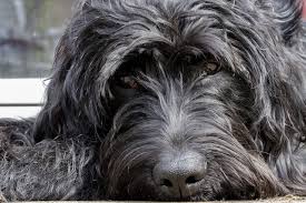 Here's a couple of resources. Best Dog Hair Grooming Clippers For A Labradoodle