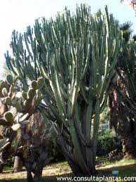 Image result for Euphorbia candelabrum