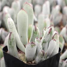 Image result for Landolphia cuneifolia