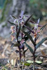 Epipactis gigantea 'serpentine night' (chatterbox, stream orchid). Epipactis Gigantea Serpentine Night Giant Helleborine Serpentine Night Stream Orchid Plant Lust