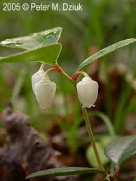 Image result for Galenia procumbens