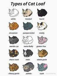 Types Of Loaves Cute Cat Memes Cat Memes Funny Cat Memes