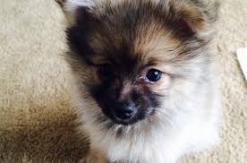 Pomeranian Dogs Sale Ireland 2022 Pomeranian Puppies Buy Buy Pomeranian Breeders Pomeranian Dogs Breed Pomeranian Dogs For Adoption